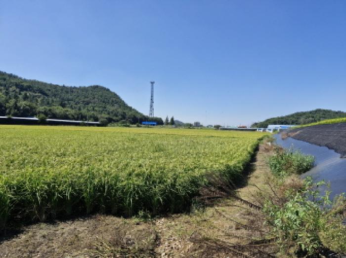 경기도 안산시 단원구 대부남동의 논 — 벼가 자란 논과 그 옆의 좁은 수로, 뒤로 낮은 산이 보인다.